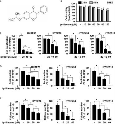 Ipriflavone Suppresses Growth of Esophageal Squamous Cell Carcinoma Through Inhibiting mTOR In Vitro and In Vivo